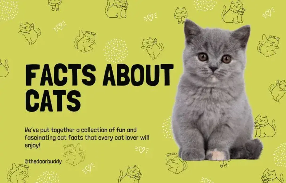 Cat Facts