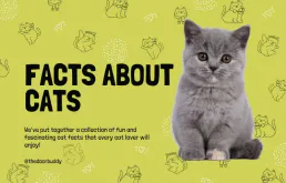 Cat Facts